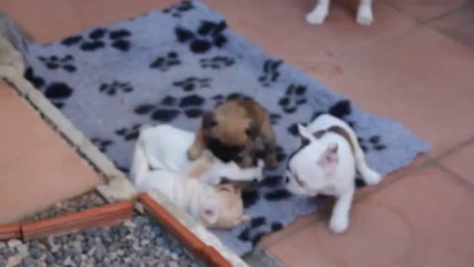 les bébés ont 7 semaines