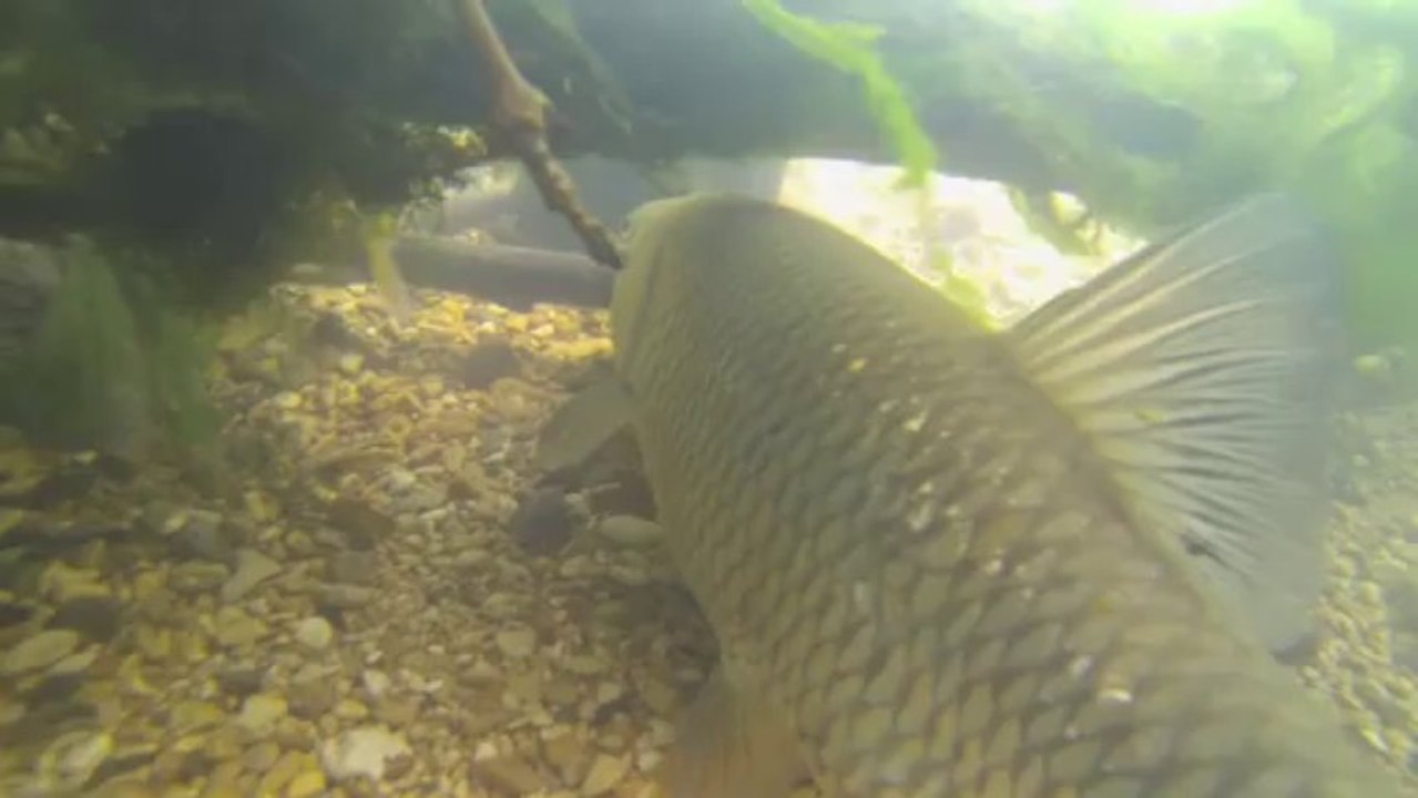 Plongée apnée haute marne