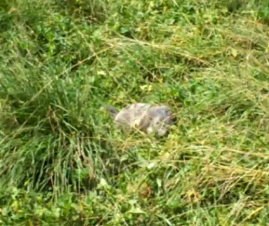 Vallée de l'Ubaye Alpes 2013