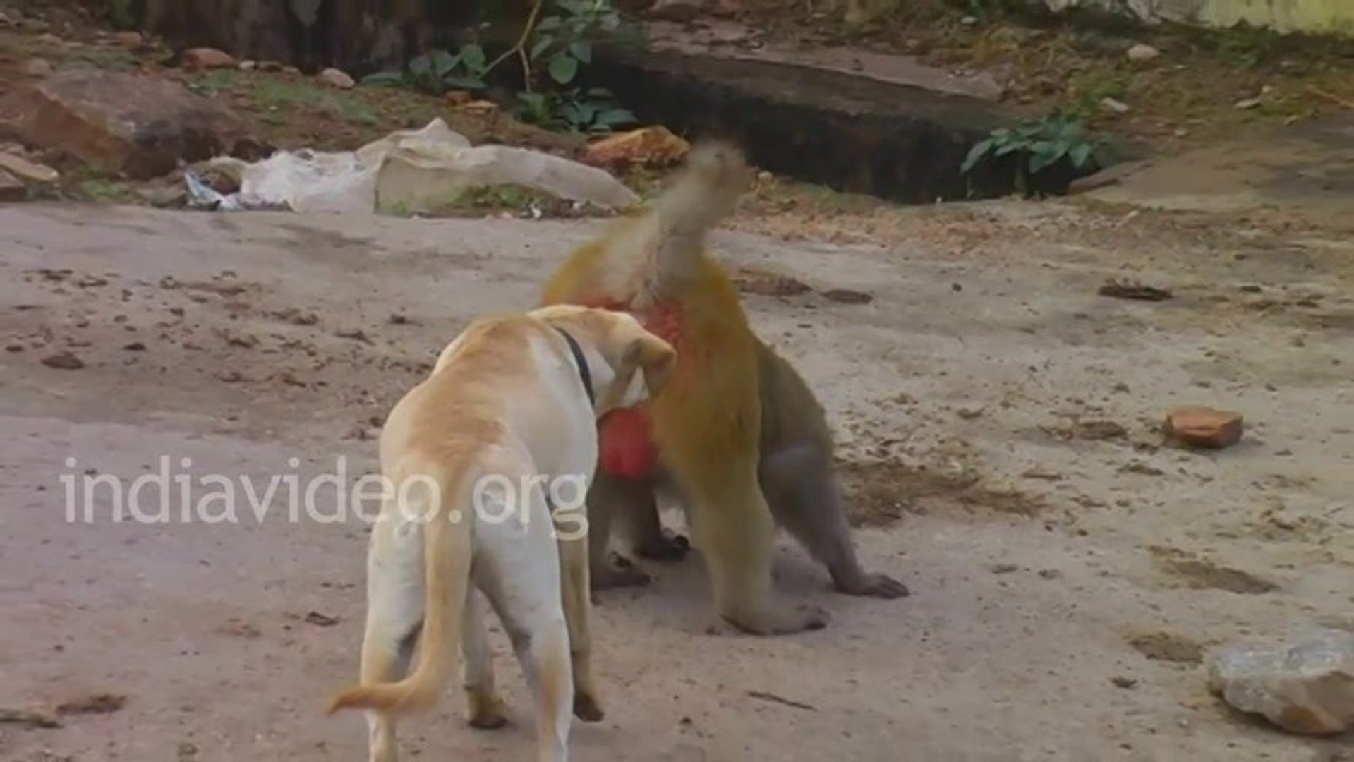 Monkey and dog outlet funny video