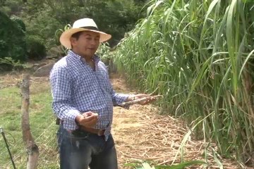 14 de septiembre de 2013 La Peñita forrajes web