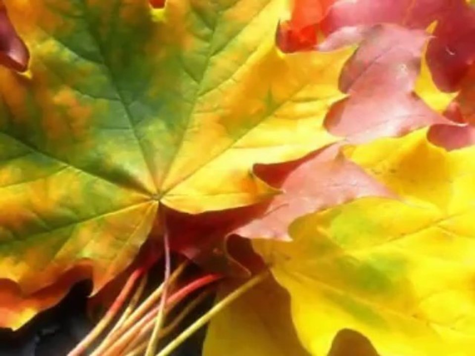 L'automne est là Manu Chao