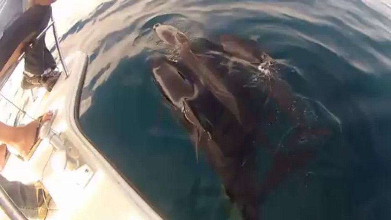 Les dauphins du golf de Biscaye