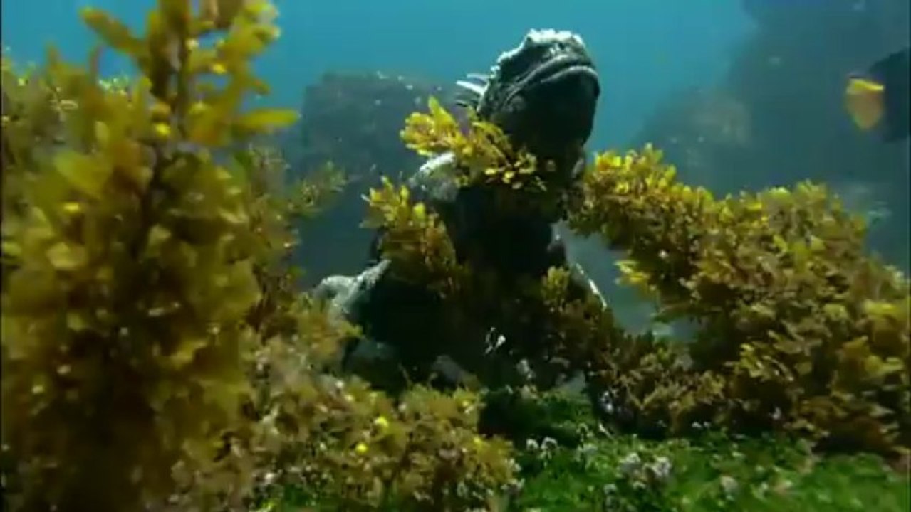 GALAPAGOS_D1