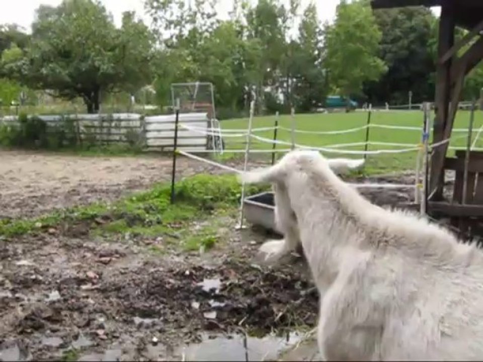 Alma heute ganz nachdenklich.