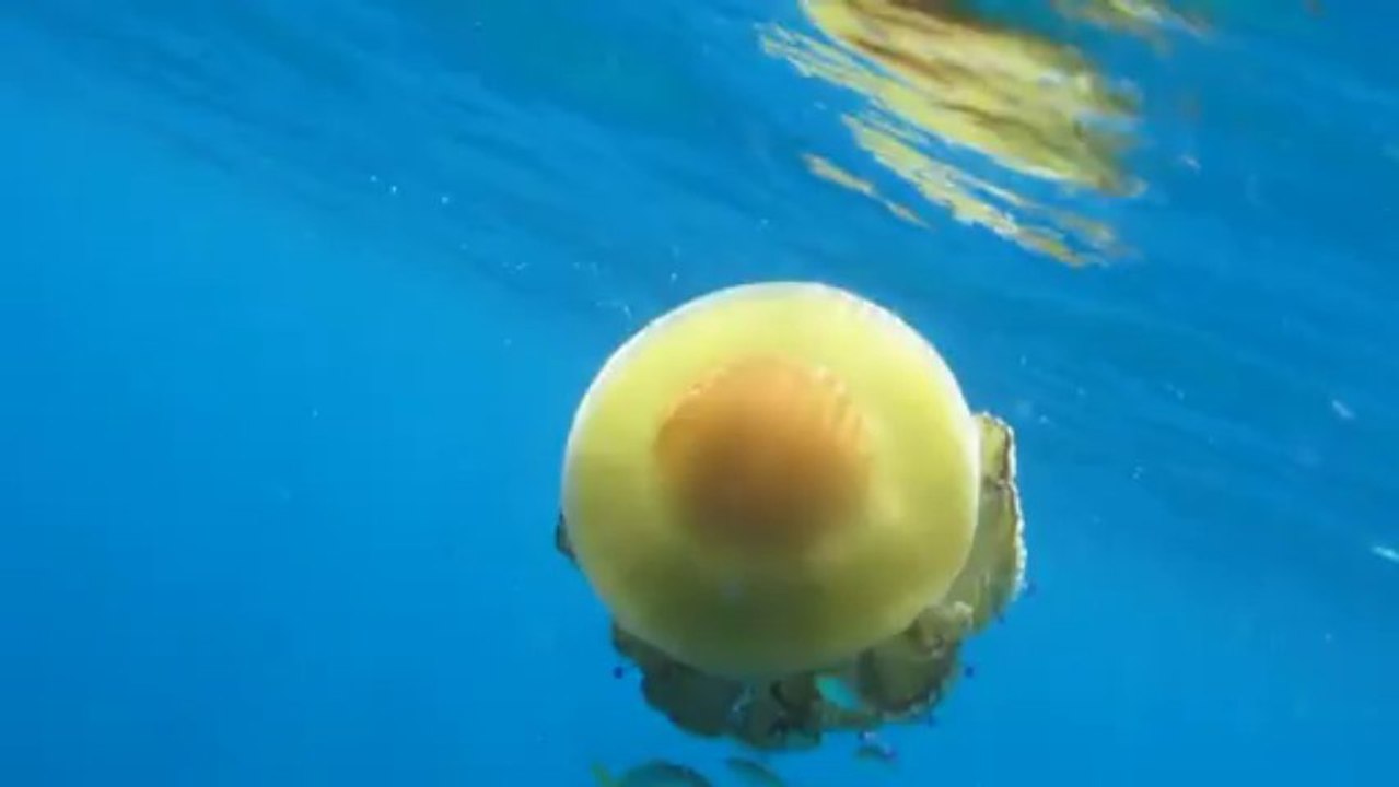 μέδουσα cotylorhiza tuberculata MVI_8915