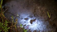 Dunkle Wildnis Raeuber der Nacht S01E03 Woelfe