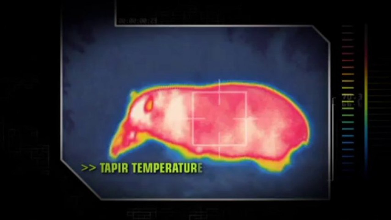 Dunkle Wildnis Raeuber der Nacht S01E04 Vampirfledermaeuse