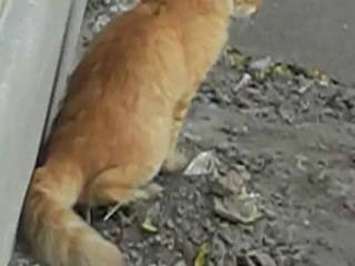 video gracioso de gato haciendo caca