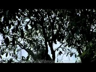 Indian Langurs