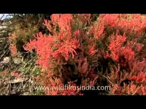 Sorrel aflame on Landour pushtas!