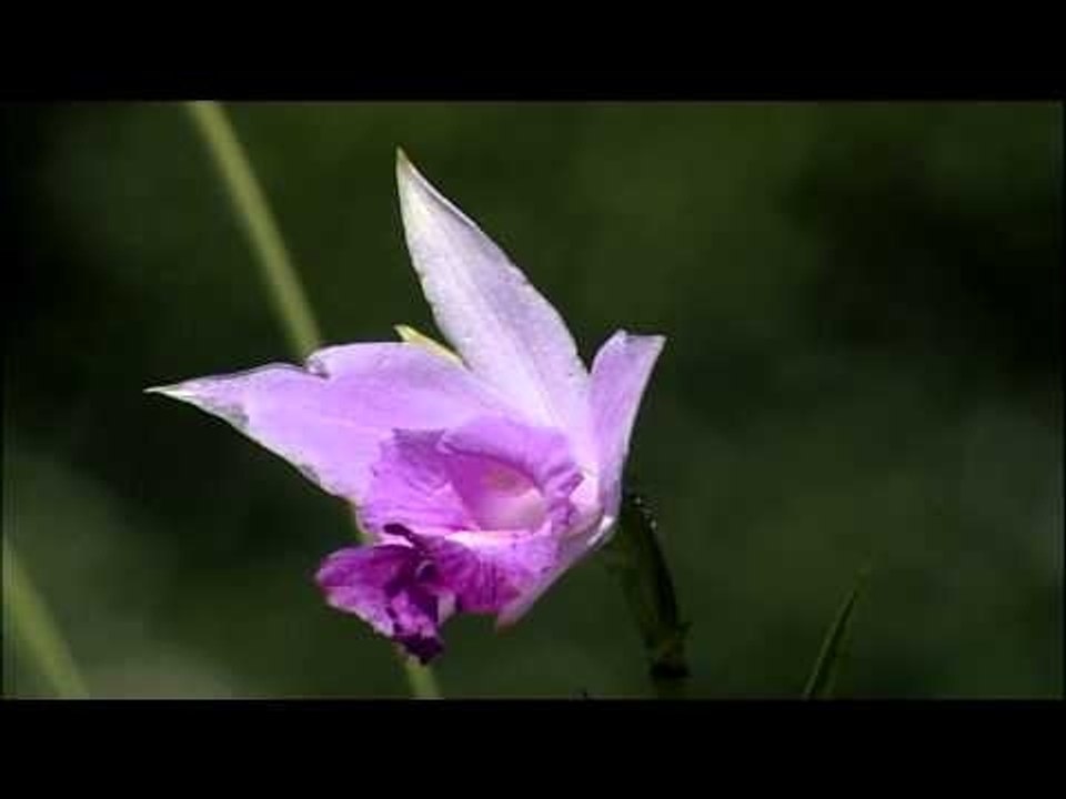 Purple shoe flowers and orchids