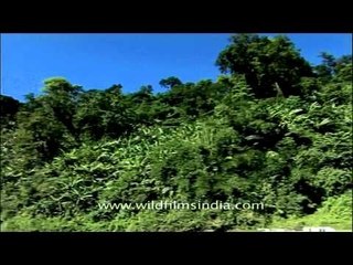 Dense green vegetation in Tipi