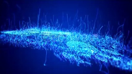 Evolution Lines Logo - After Effects Template