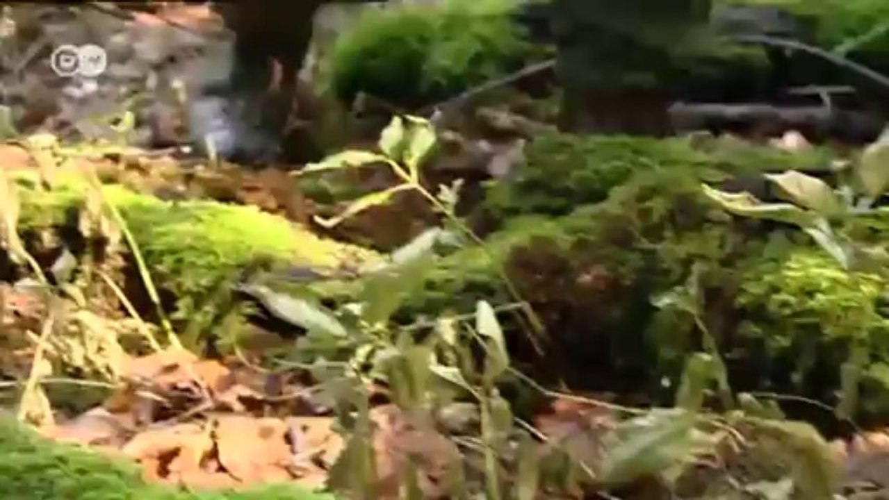 Der Hainich - Nationalpark und Weltnaturerbe | Hin