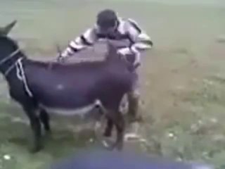 Eşeği yarış arabası zanneden eşek