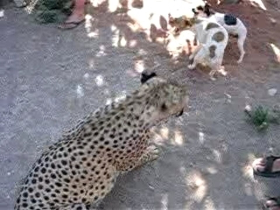 Guepard_3