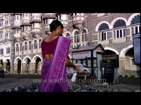 A woman feeding grain to pigeons