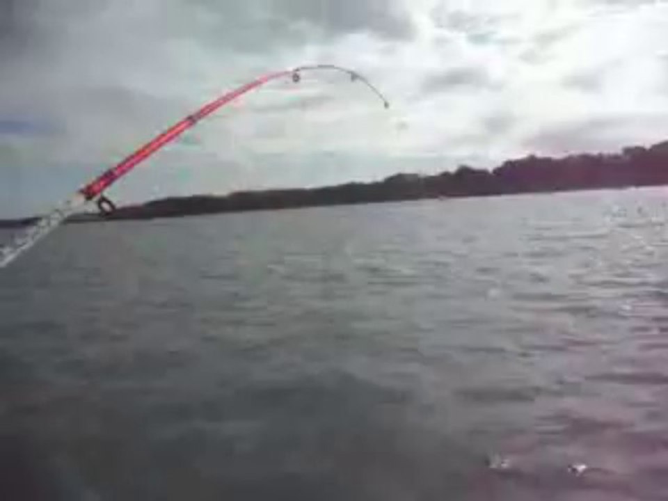 Peche d'un Rouget Grondin dans la Rance