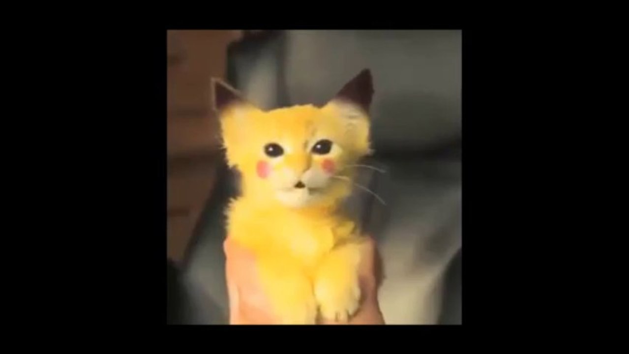 Real live Pikachu!!!!! So cute