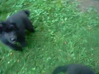 15 septembre 2013 (7) : nouveau jeu : escalade du tas de branches