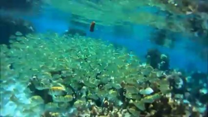 Film Mooréa Août 2013 (HD)