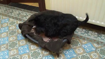 GouGou - Schnauzer nain fou de son nouveau jouet