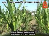 alfatohum-ayçiçek-mısır-tarlası-gönen-resulengin-şimasicoşkun-KeşifTV