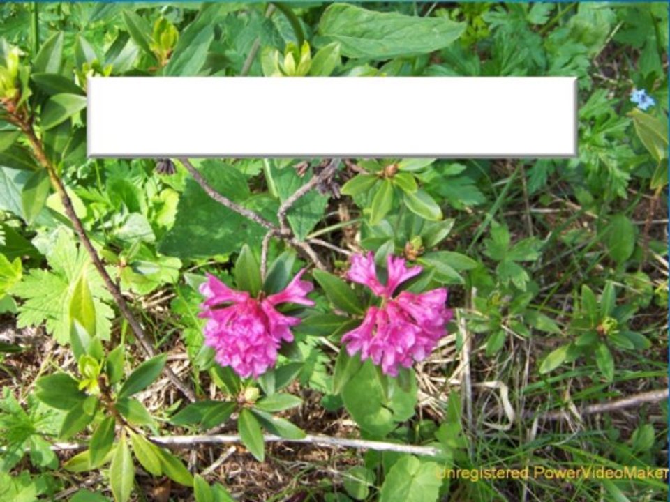 Le Queyras (juin 2010)