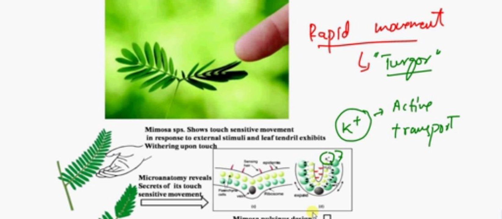 FSc Biology Book2, CH 16, LEC 3, Movements in plants 1