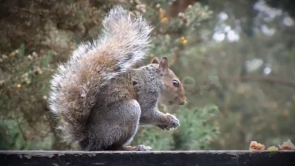 HD Television Set - After Effects Template