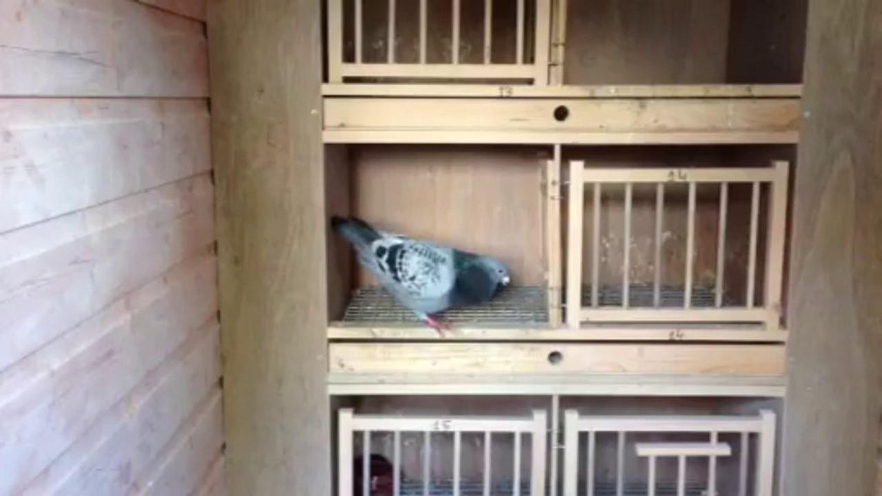 Racing pigeon