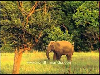 Indian elephant grazing in the field