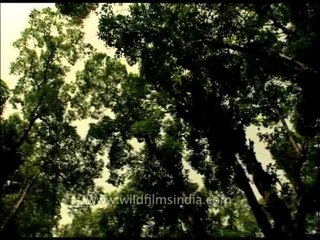 Dense forest inside the Corbett National Park