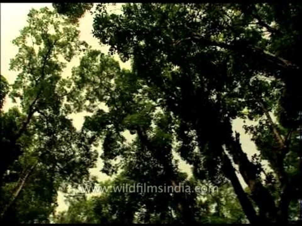Dense forest inside the Corbett National Park