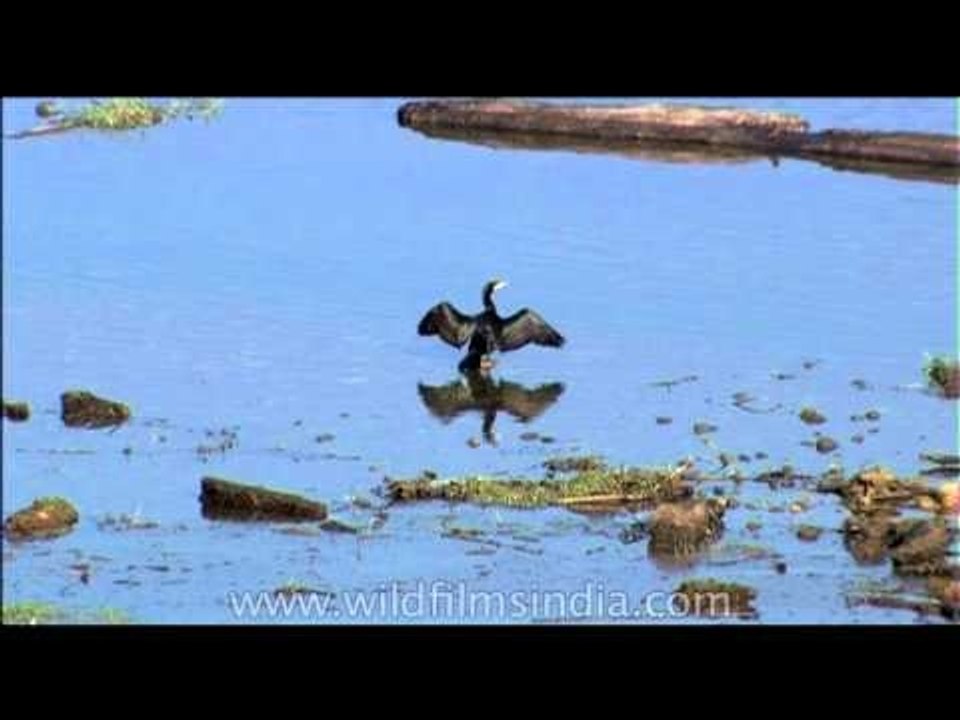 Cormorant sunning itself