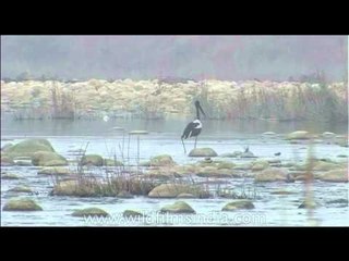 Black-necked Stork in the Ramganga River