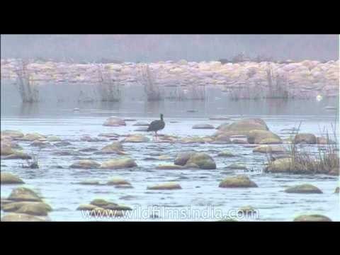 Black-necked Stork and a Black Stork