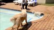 Older Dog Teaches Puppy New Swimming Tricks