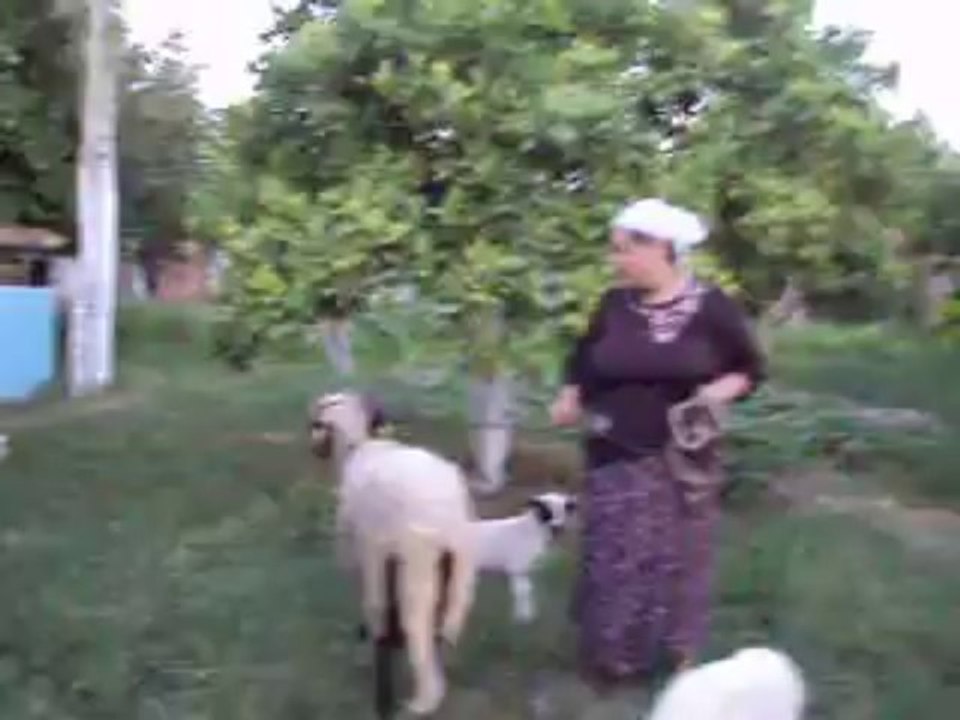 kuzularım