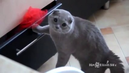 Yakalanan Kedi Bakın Ne Yaptı!