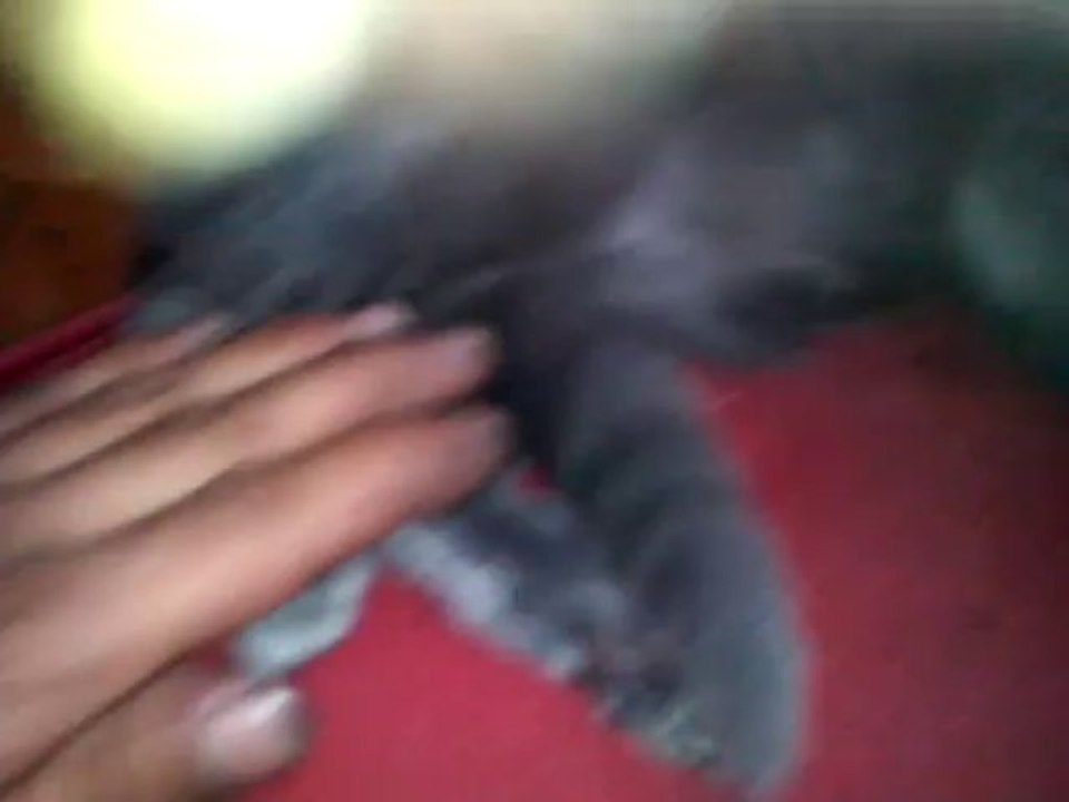 MDR MON SADIQUE DE CHAT LOL