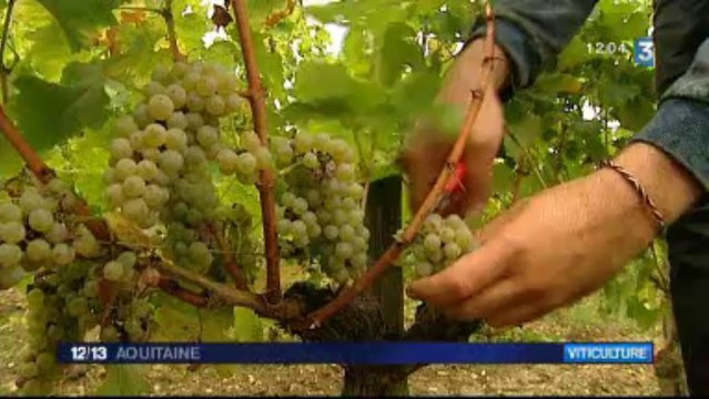 Premières vendanges 2013 en appelation Pessac-Léognan