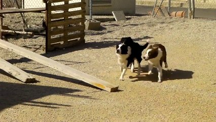Una familia Feliz...JoLuLoDi Dulce border Collie