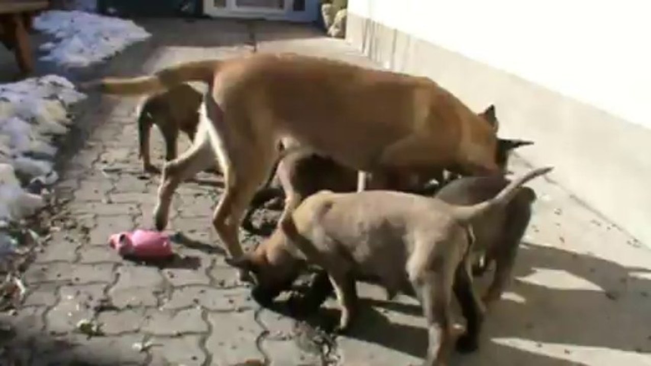 Be Aware F's - Searching for food