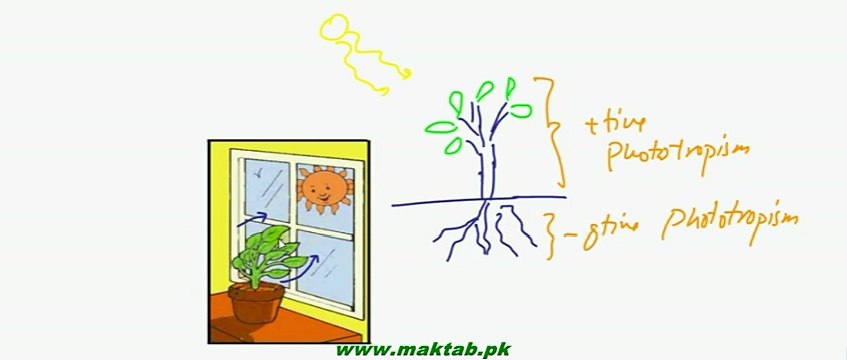 FSc Biology Book2, CH 16, LEC 4, Movements in plants 2