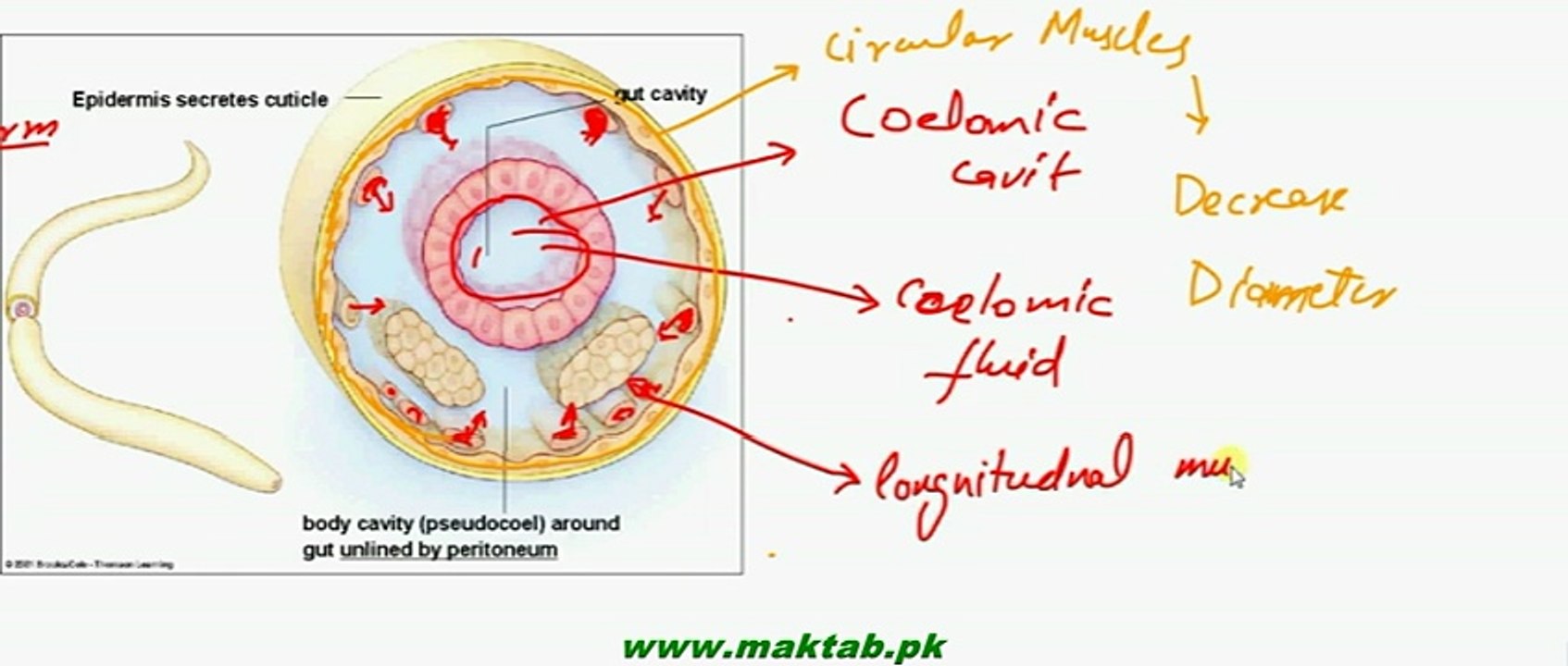 FSc Biology Book2, CH 16, LEC 5, Support and Movement in Animals