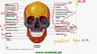 FSc Biology Book2, CH 16, LEC 7, Human Skeleton – Axial Skeleton