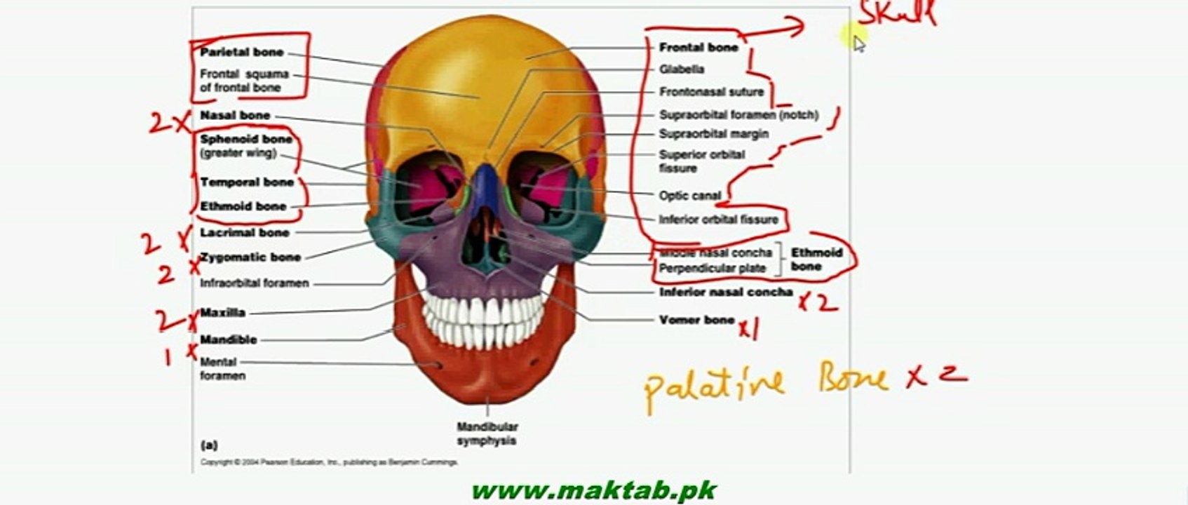 FSc Biology Book2, CH 16, LEC 7, Human Skeleton – Axial Skeleton