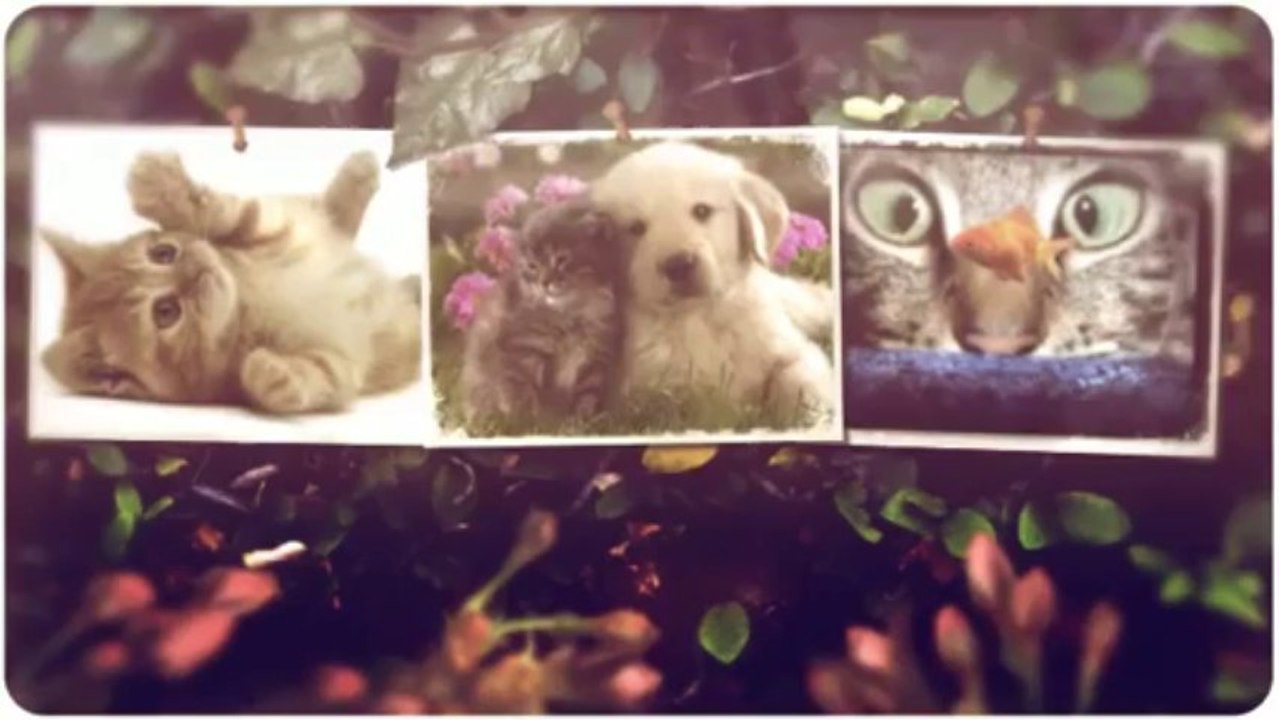 Cute cats